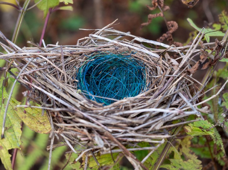  You know how it is with birds --- when building their nest they make use of everything!