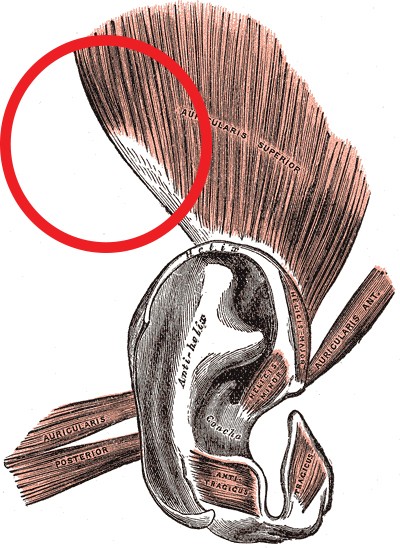 1. Muscles d'oreilles extrinsèques