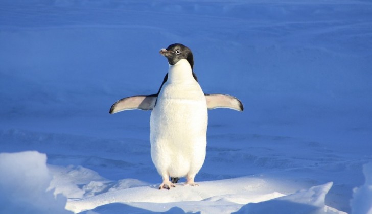 11. Les pingouins sont équipés de genoux !