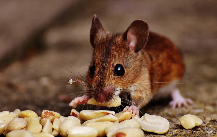 7. Les souris n'aiment pas le fromage !