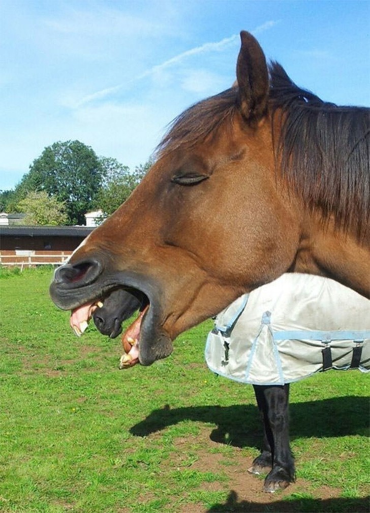La curiosa "dentatura" di questo cavallo 😜