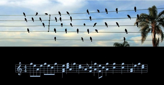 Lorsque les câbles électriques se transforment en partition et que les oiseaux qui s'y reposent finissent par représenter les notes.