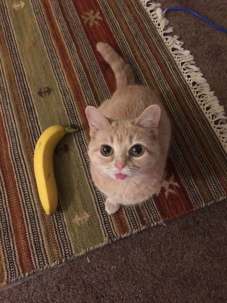 17. Hij vond de banaan niet lekker.