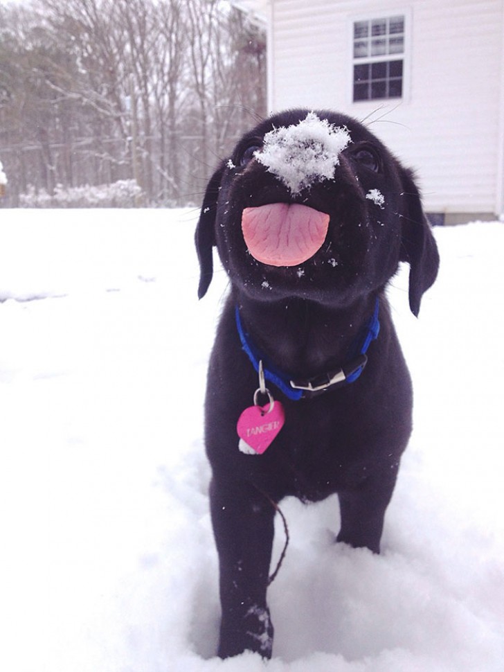 2. Il cagnolone si mangia la neve.