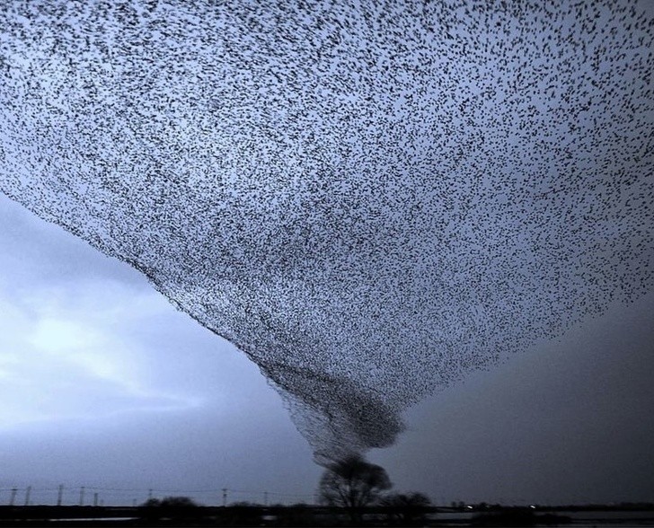 These swarm of flying starlings created a vortex.