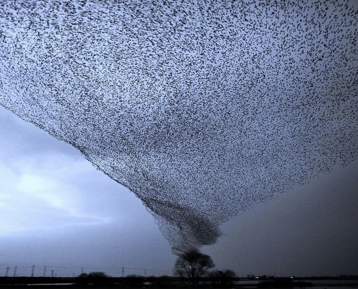 Gli storni in volo creano un vortice.