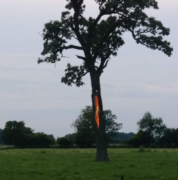 Un albero colpito da un fulmine.