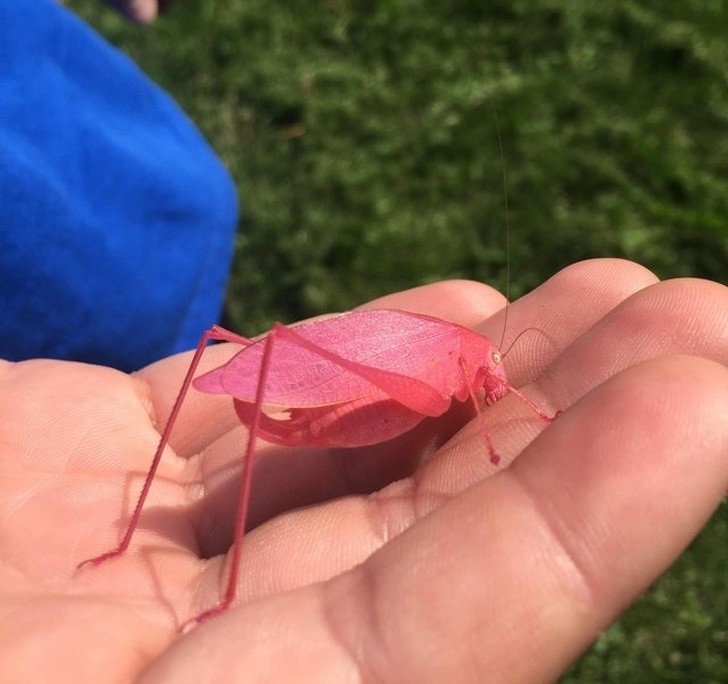 "Terwijl ik het gras maaide vond ik een roze sprinkhaan".