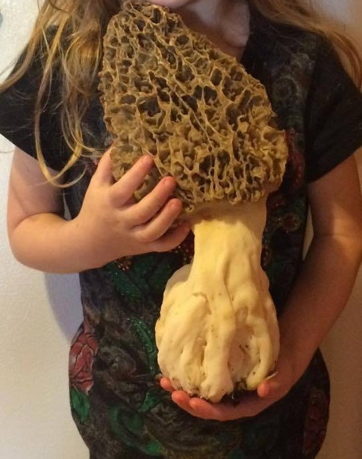 An enormous, edible mushroom!