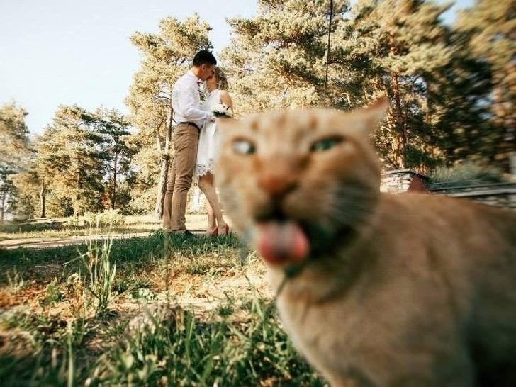 6. Looks like this cat was also seized with a sudden desire to kiss someone