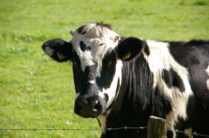 Il Canada non somministra ormoni della crescita ai bovini dei suoi allevamenti.