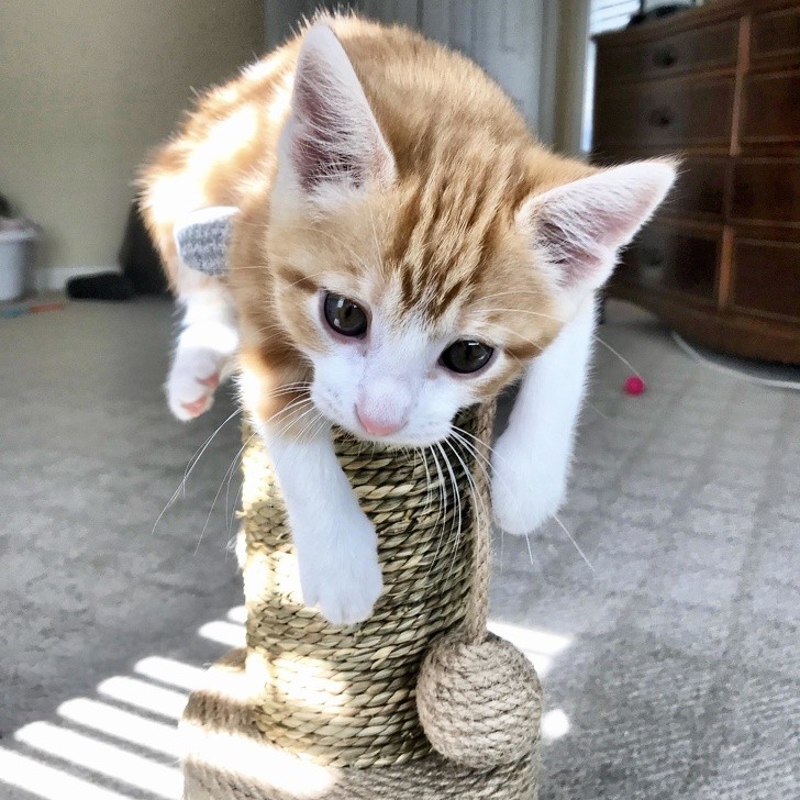 11. How many hours have you spent watching your kitten play?