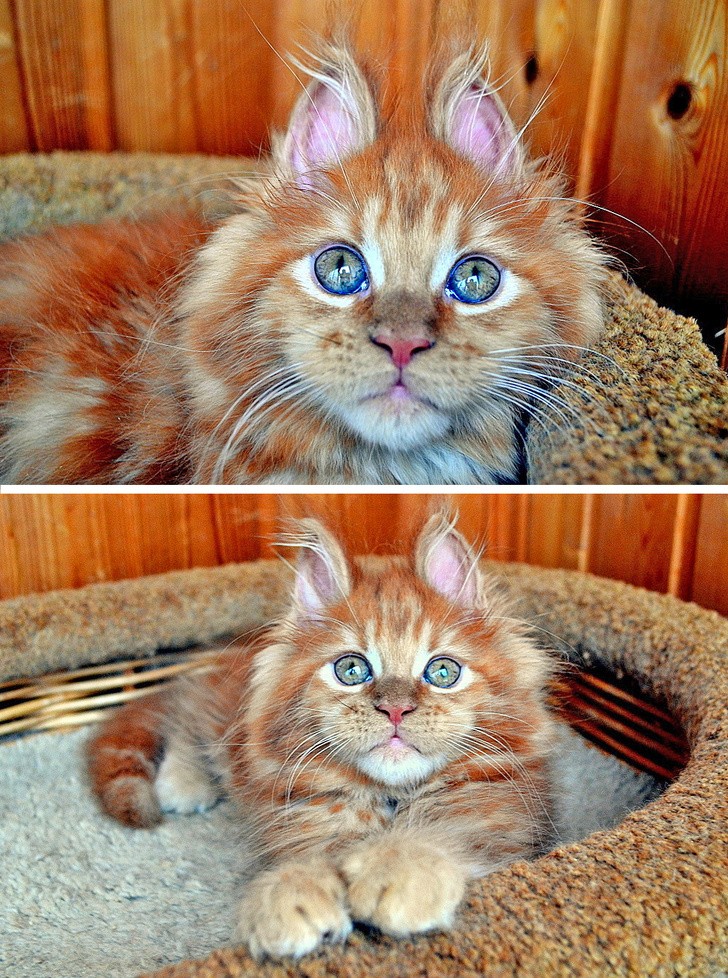 12. Los ojos, el pelo, las orejas...Este gato es un espectaculo!