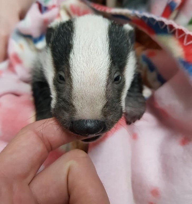 19. Who said that baby badgers cannot be super cute?