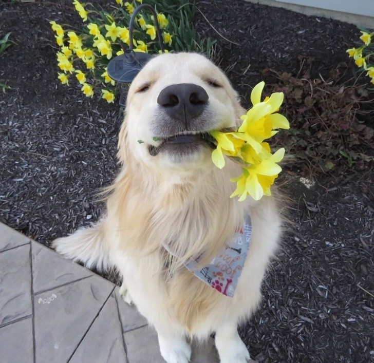 3. Kijk eens... Hij komt een bos bloemen brengen!!!