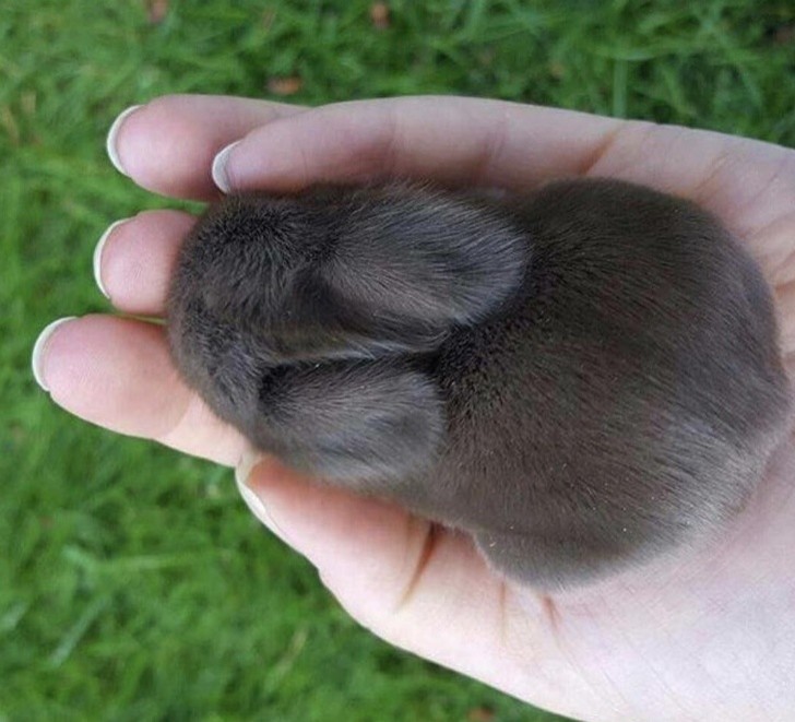 4. This little rabbit makes our heart melt and we haven't even seen its face yet!