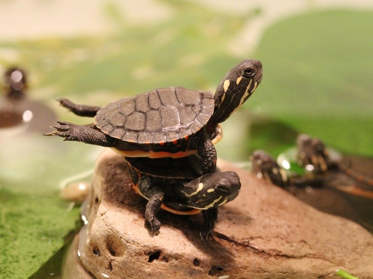  6. These two baby turtles are clearly practicing the choreography of the movie 