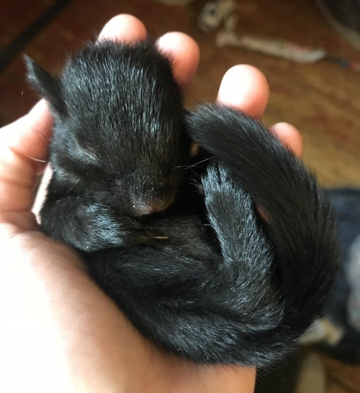 8. Un cachorro de ardilla apenas salvado...