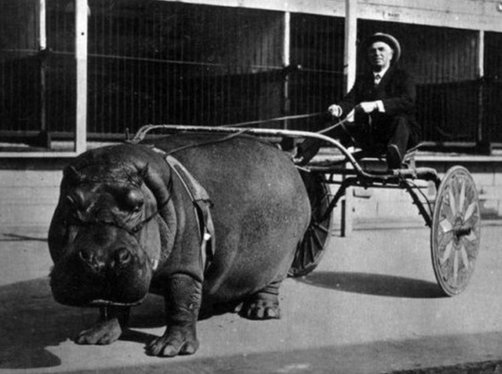 17. Un hippopotame de cirque traîne un carrosse, 1924.