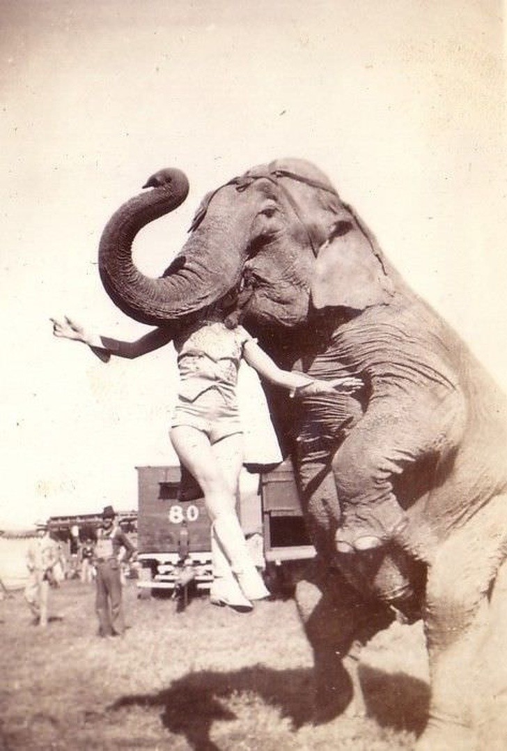 2. Ein Elefant hebt einen Zirkusartisten am Kopf hoch, USA, 1937.
