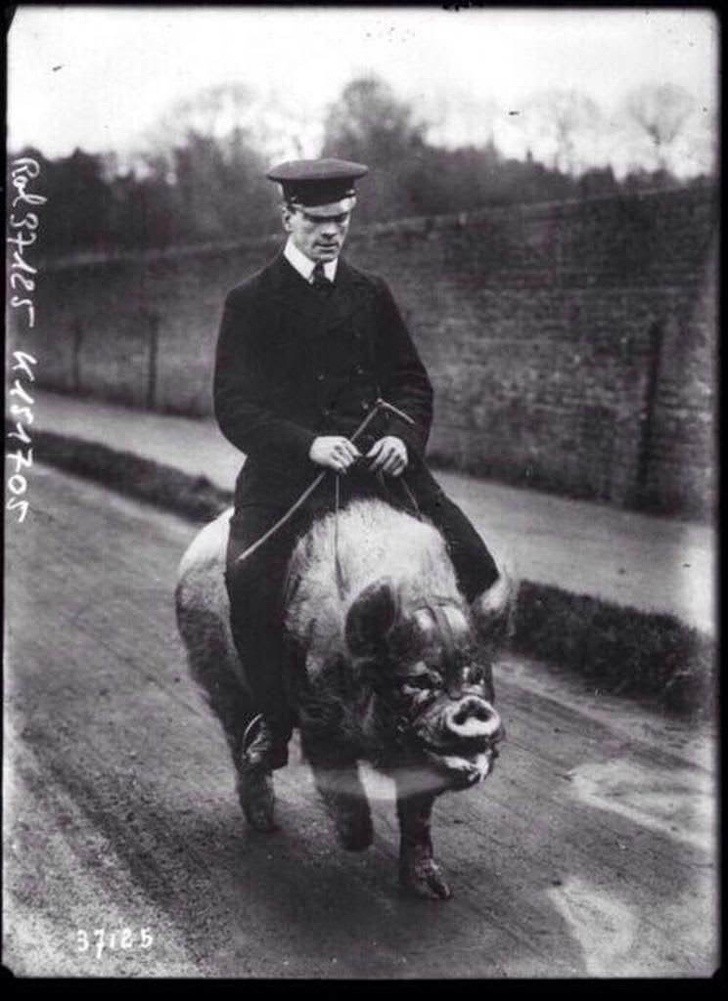 3. Ein Mann reitet ein Schwein, England, 1903.