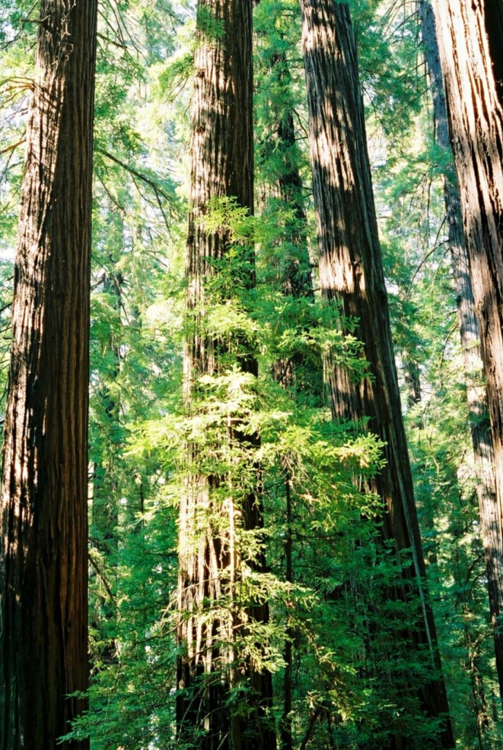 De bomen.