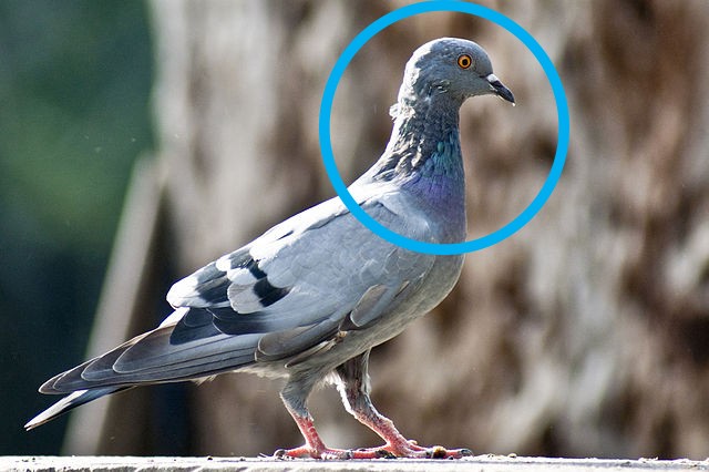 9. Pourquoi les pigeons balancent-ils la tête quand ils marchent ?