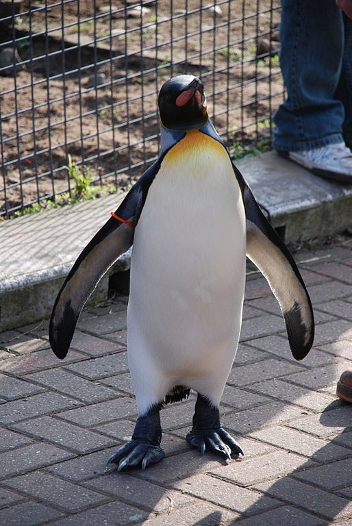 11. En Écosse, un pingouin a des grades militaires.