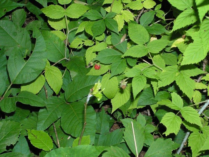 1. Instant remedy for poison ivy.