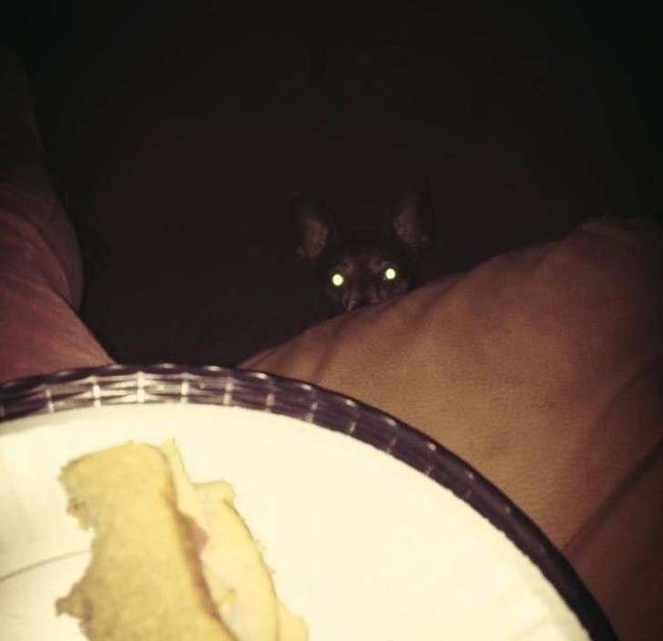 13. No matter what time you decide to have a snack, your dog will always be there, waiting for a few crumbs to fall ...