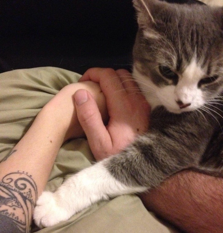 19. This cat also wants someone to hold its hand