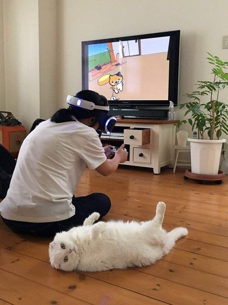 12. Met een virtuele kat spelen terwijl die echte naast je je aandacht probeert te trekken