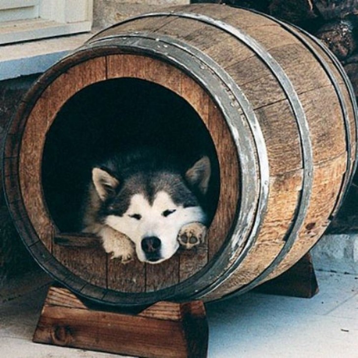 18. A wooden barrel can function as a comfortable dog bed once emptied out --- maybe not by the dog ...