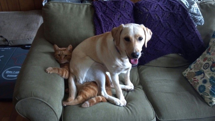 Let's focus on their expressions! The dog acts like nothing has happened, but the cat's face clearly says "See what I have to put up with every day?!"