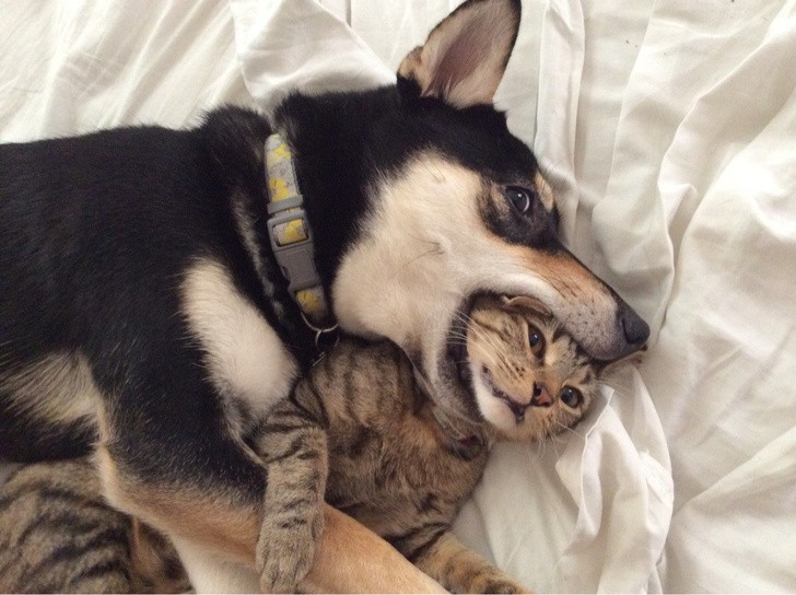 No, he is not eating the cat, don't worry!