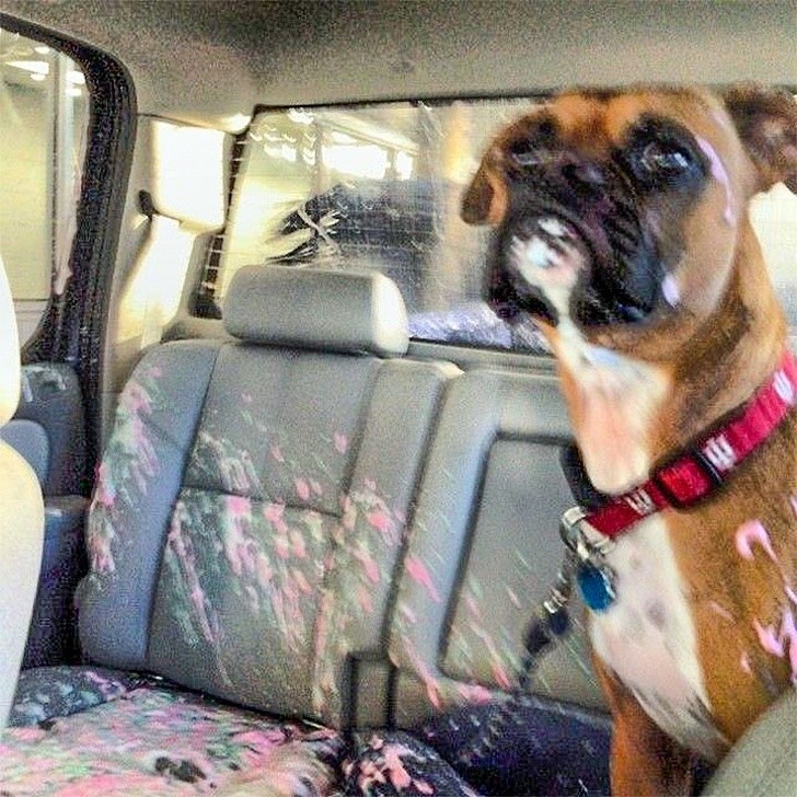 My dog ​​opened the car window during the passage between the rollers at the car wash! Poor him and ... poor me!