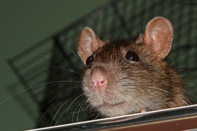 10. Menschen und Ratten sind die einzigen Säugetiere die lachen.