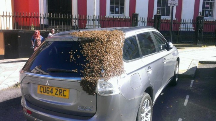 Einmal folgte ein Schwarm von 20.000 Bienen zwei Tage lang einem Auto, weil ihre Königin darin eingesperrt war.