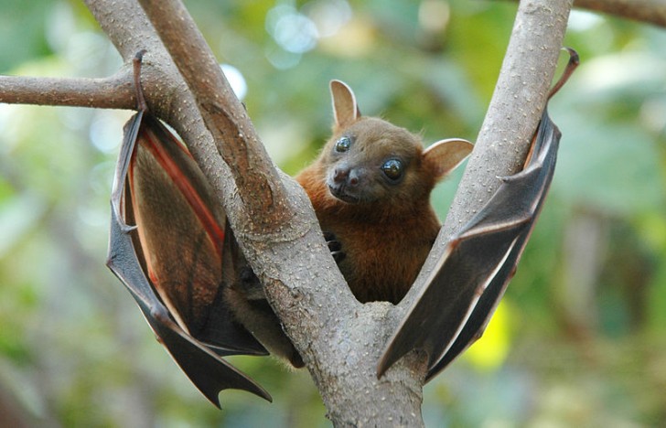 6. Un quinto dei mammiferi totali è composto da pipistrelli.