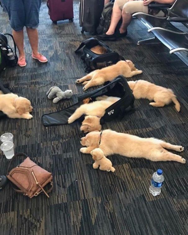 1. Attenzione: perdita di cuccioli in sala d'attesa