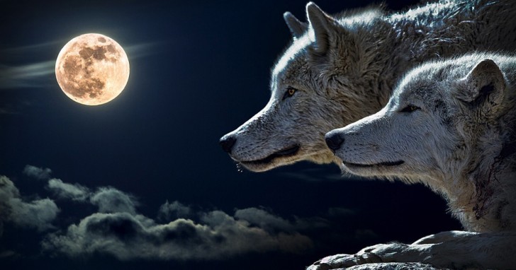 Het verhaal over de twee wolven zal van invloed zijn over hoe je 's morgens in de spiegel kijkt - 1