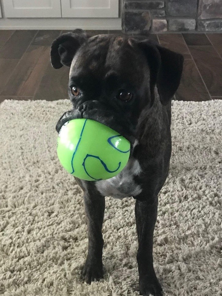 10. Sein Lieblingsball ist etwas zu groß geraten.