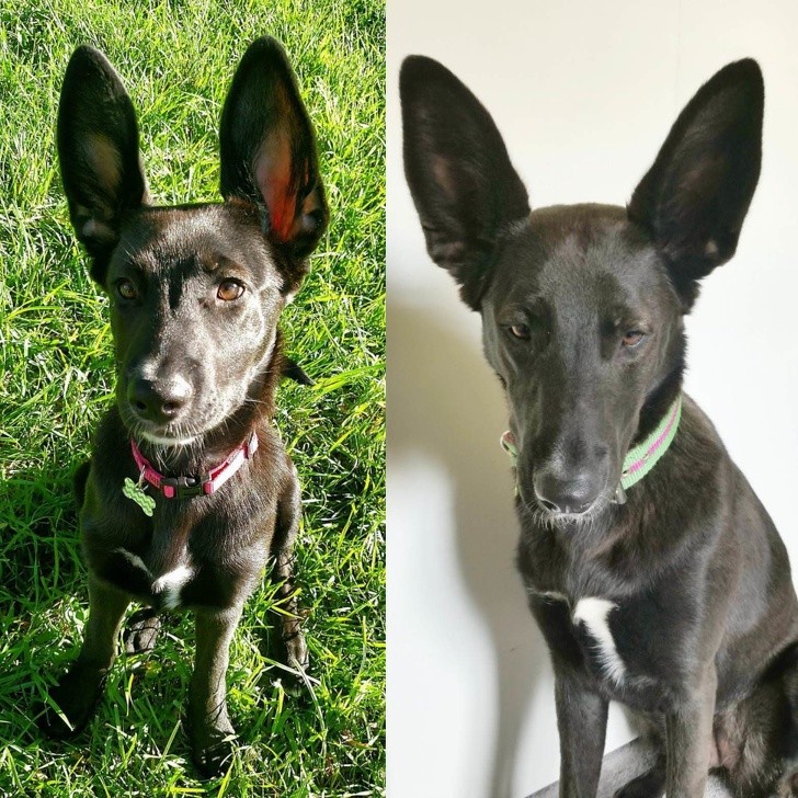 13. Years pass but the ears remain the same!