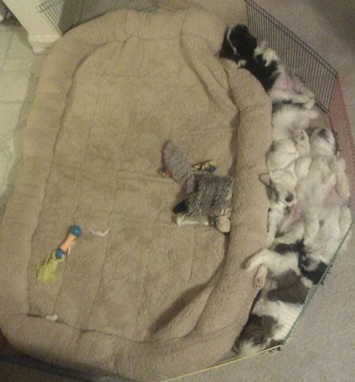 22. "Dit bed voor mijn honden is de beste aankoop die ik ooit heb gedaan".