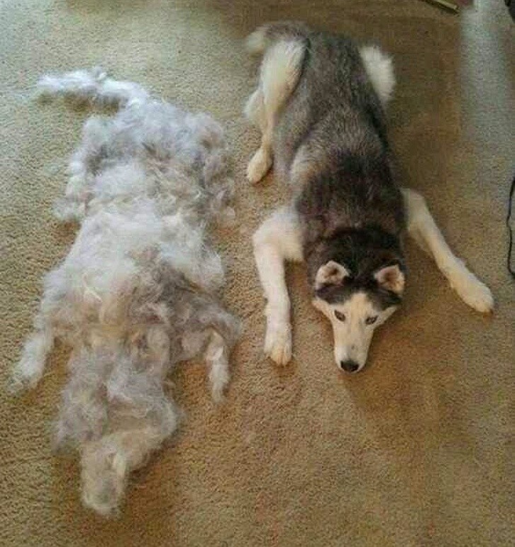 8. "I brushed my dog ​​and got a new one for free."