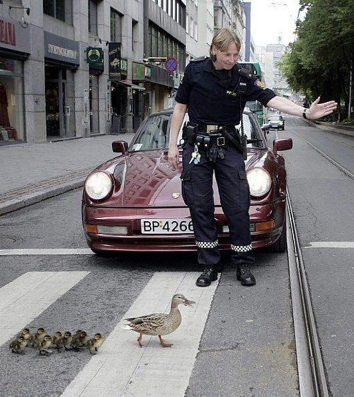 13. A police officer helping Mama Duck and her chicks, to cross the street properly --- on the zebra crossing!