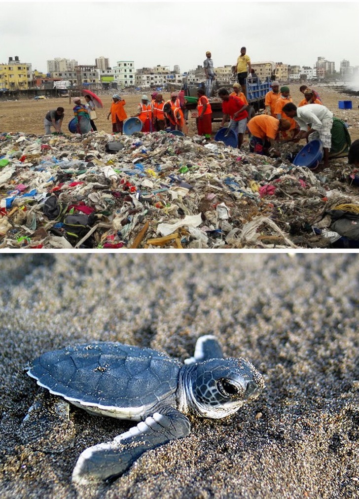 4. Una spiaggia ripopolata dalle tartarughe dopo 20 anni.