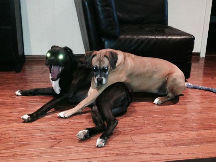 Their owner wanted to capture a moment of sweet friendship but something went wrong!