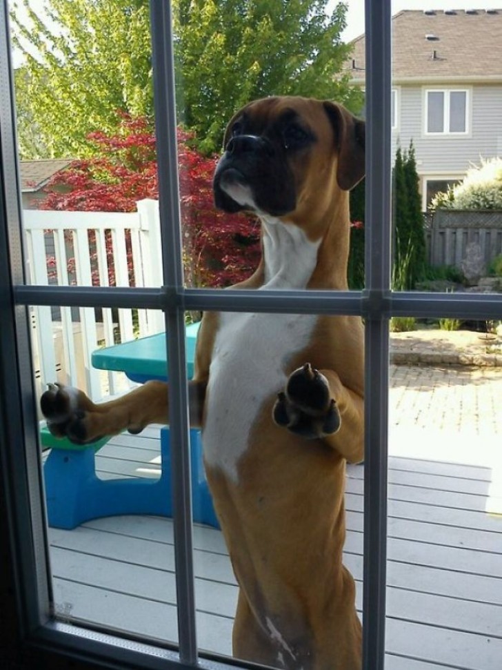 When the Boxer dog who lives next door comes to pay a visit to my Boxer ...