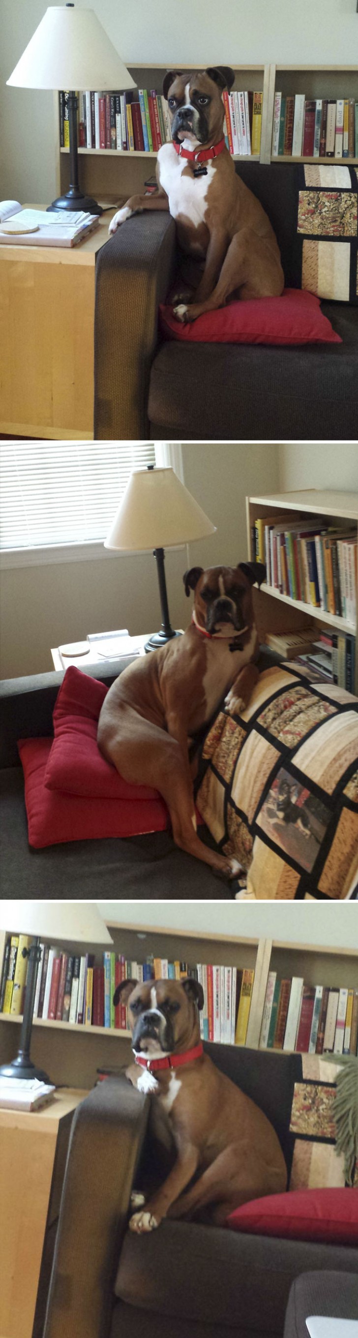 Did you know that when it comes to sofas, Boxer dogs RULE!